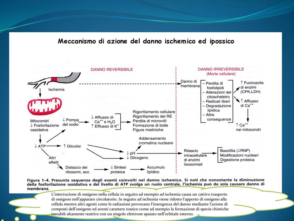 In seguito ad ischemia viene ridotto l apporto di ossigeno alla cellula mentre altri agenti come le radiazioni provocano l insorgenza