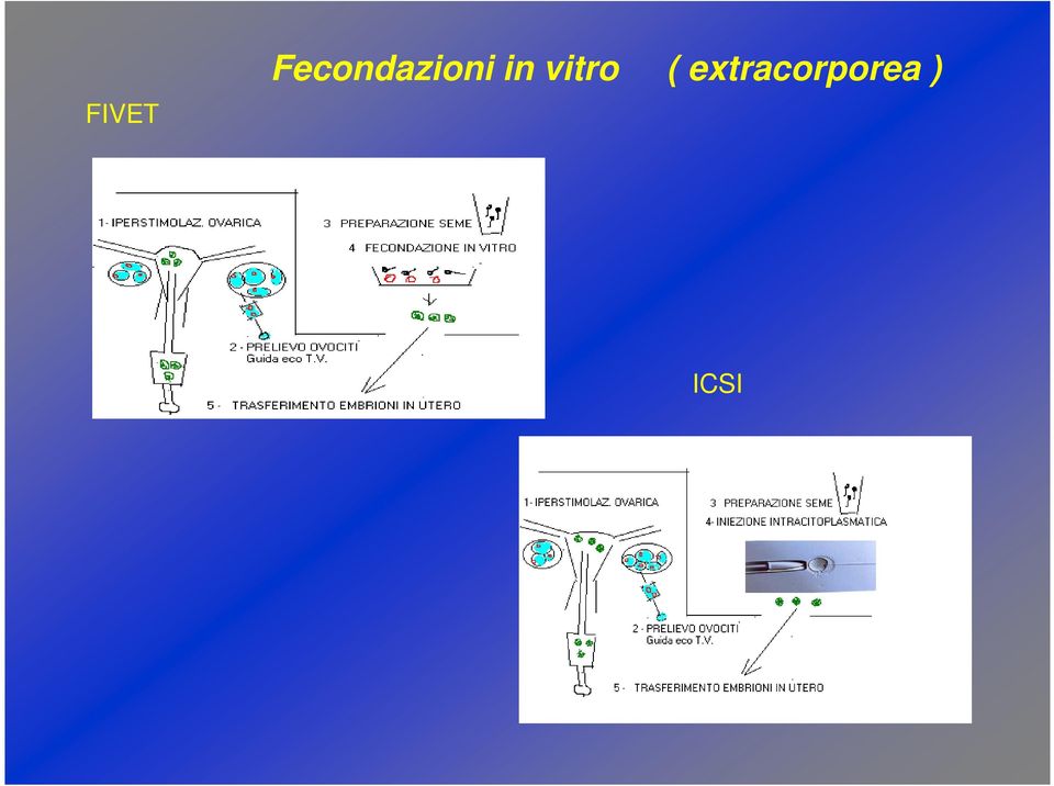 in vitro (