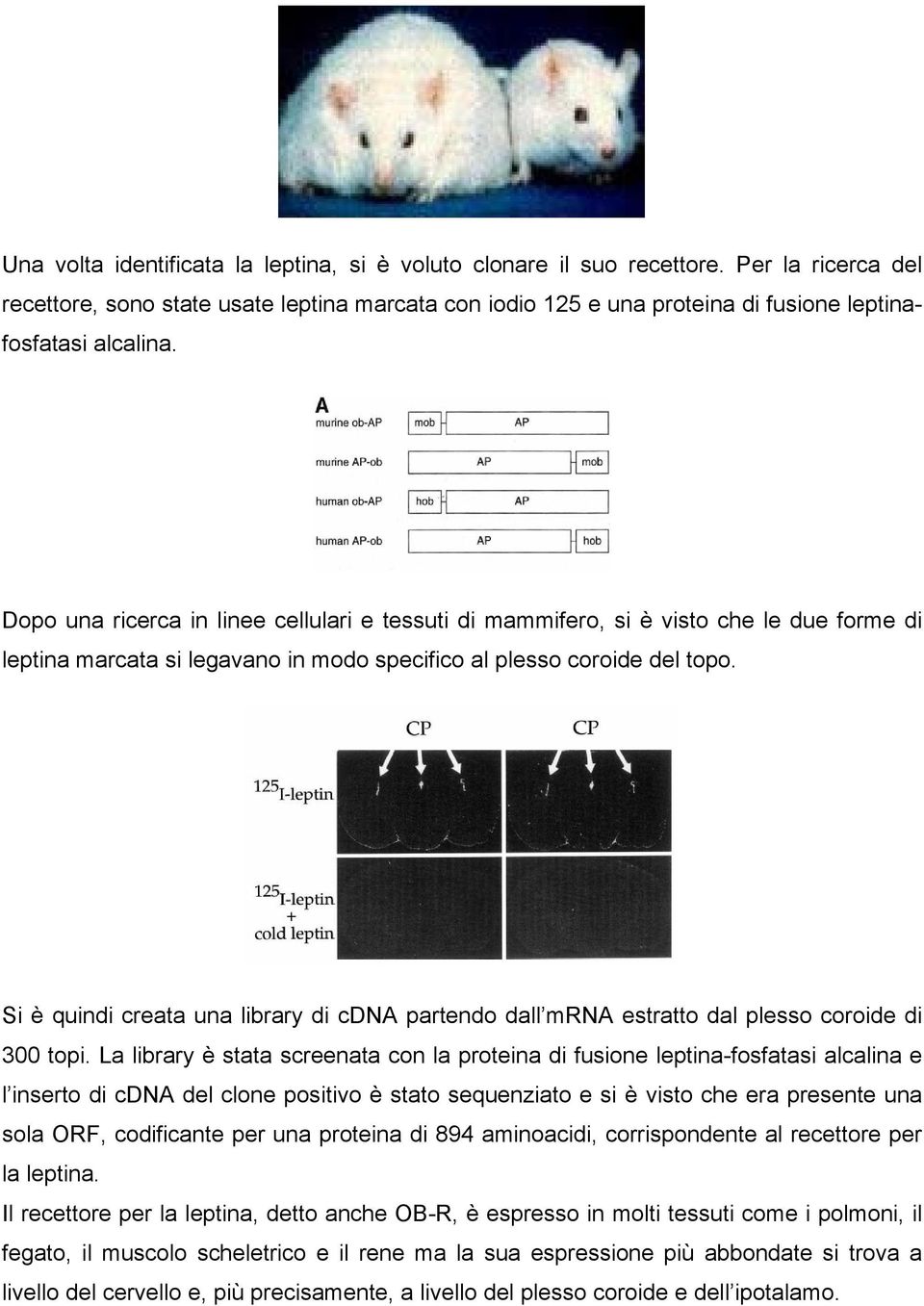 Dopo una ricerca in linee cellulari e tessuti di mammifero, si è visto che le due forme di leptina marcata si legavano in modo specifico al plesso coroide del topo.