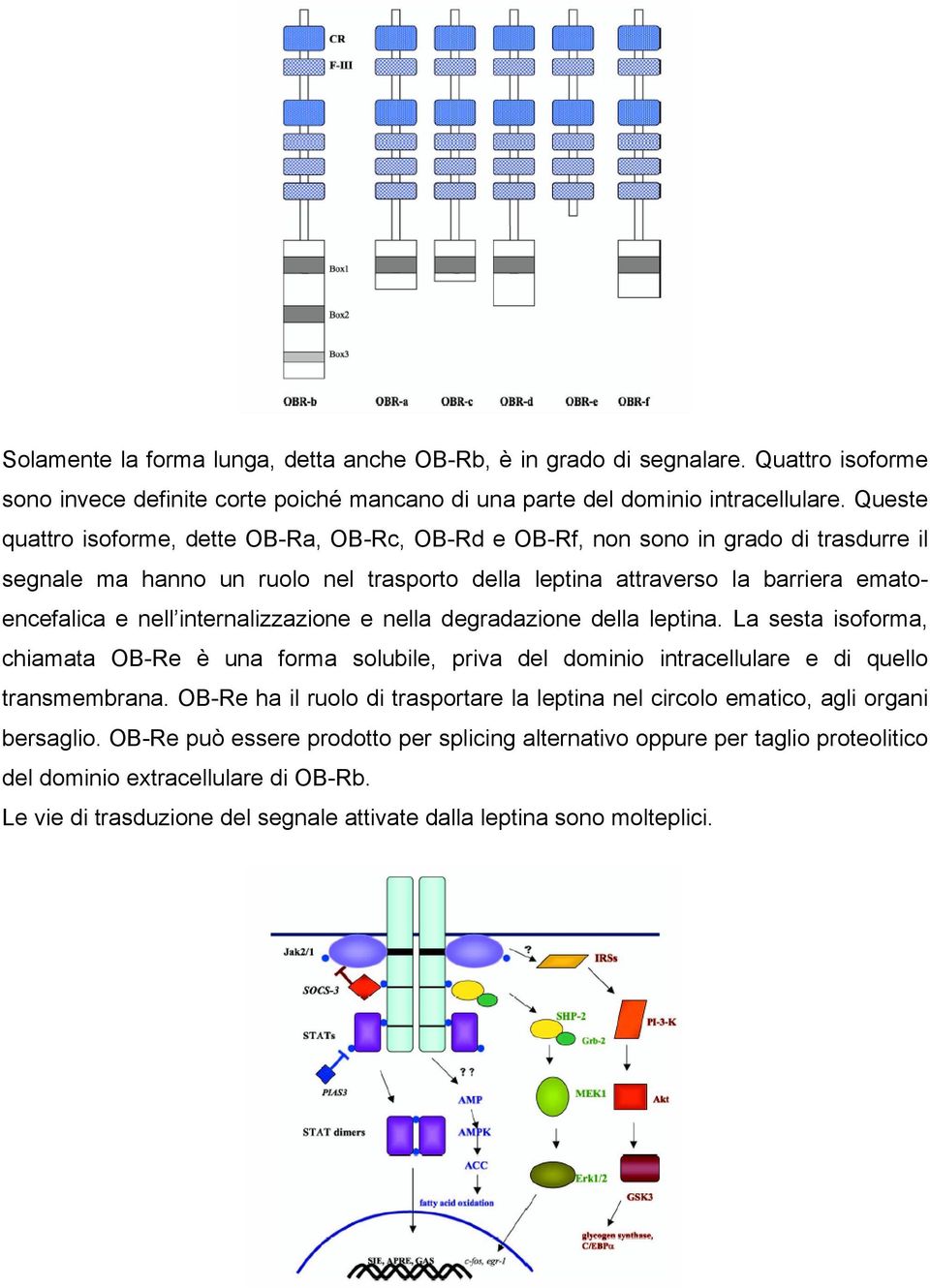 internalizzazione e nella degradazione della leptina. La sesta isoforma, chiamata OB-Re è una forma solubile, priva del dominio intracellulare e di quello transmembrana.