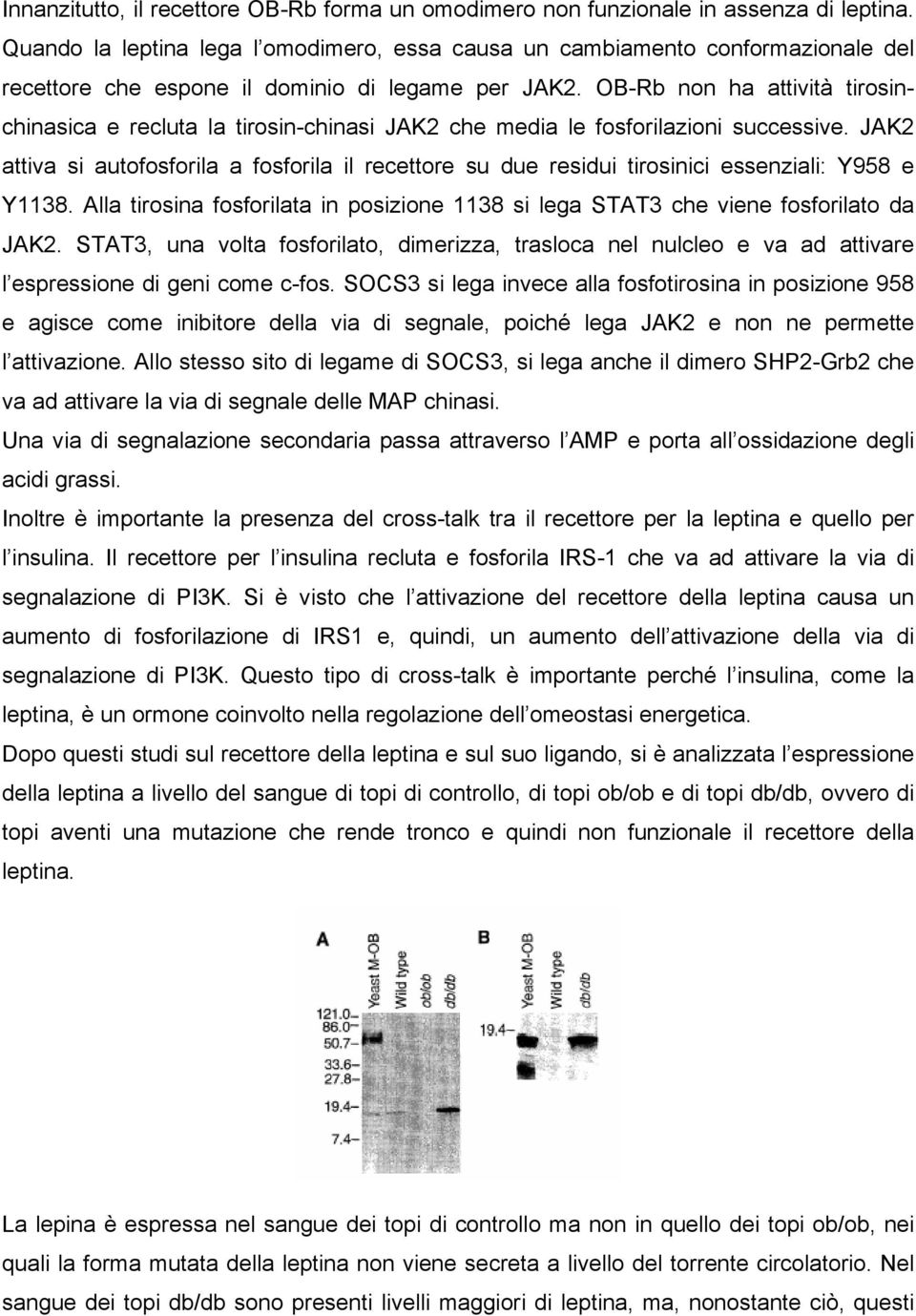 OB-Rb non ha attività tirosinchinasica e recluta la tirosin-chinasi JAK2 che media le fosforilazioni successive.