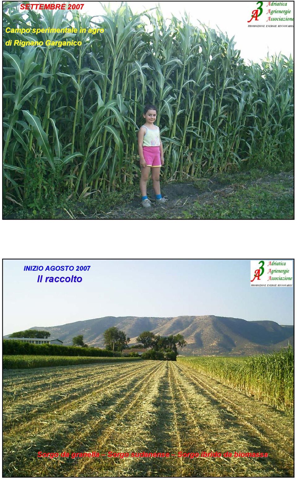 AGOSTO 2007 Il raccolto Sorgo da