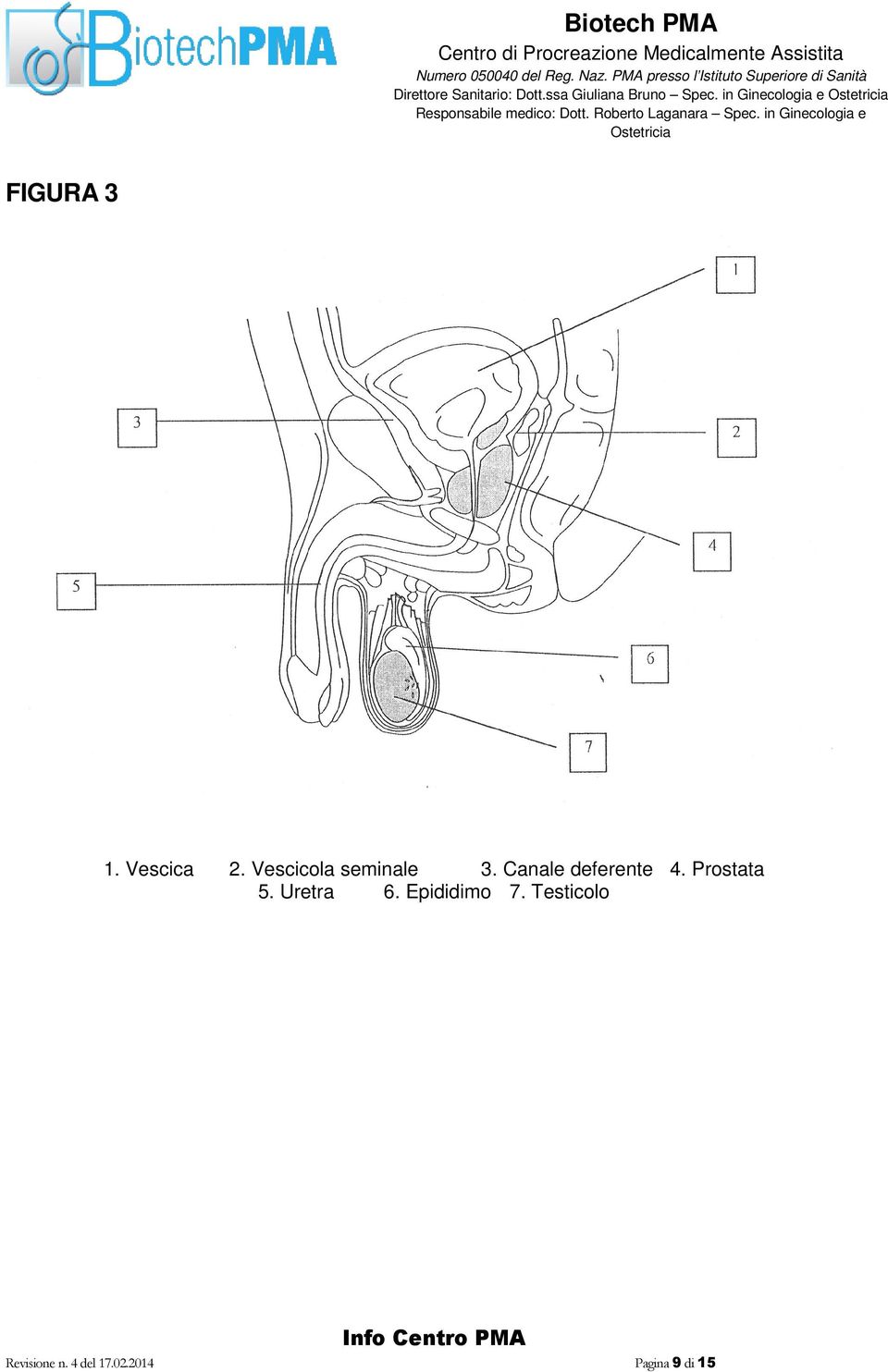 Vescicola seminale 3. Canale deferente 4. Prostata 5.