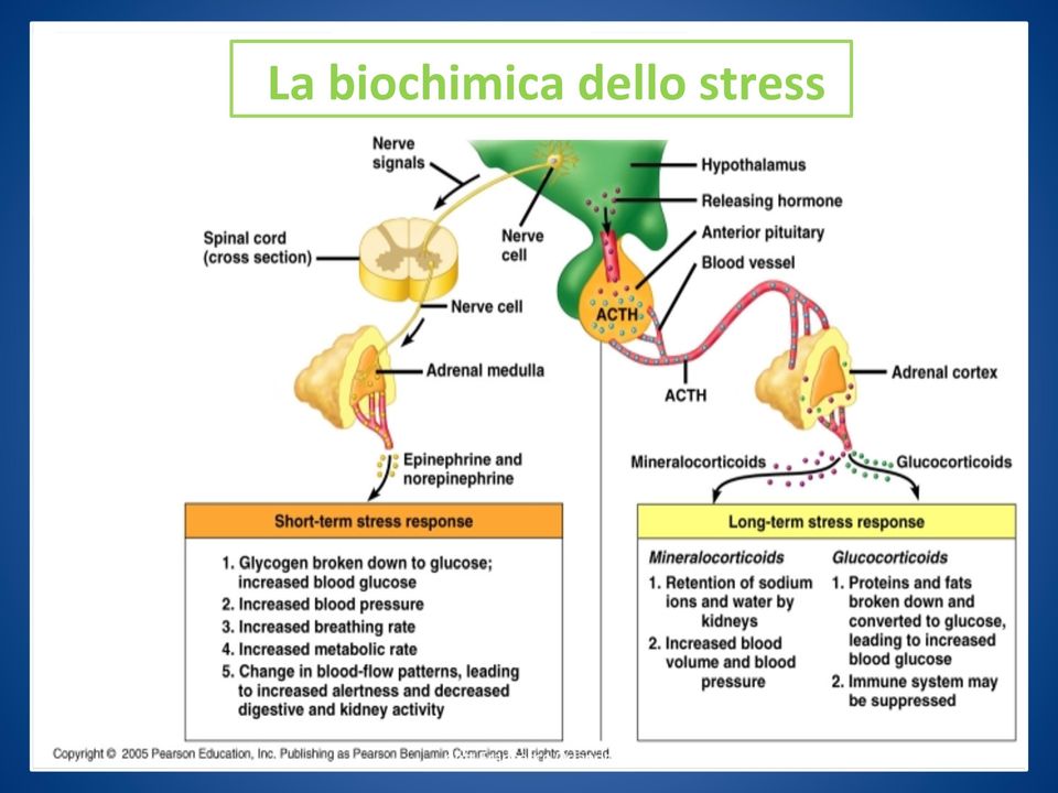 conver6to a glucosio; aumento della