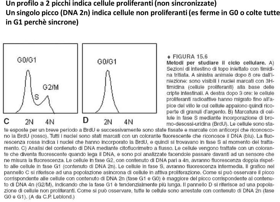 picco (DNA 2n) indica cellule non