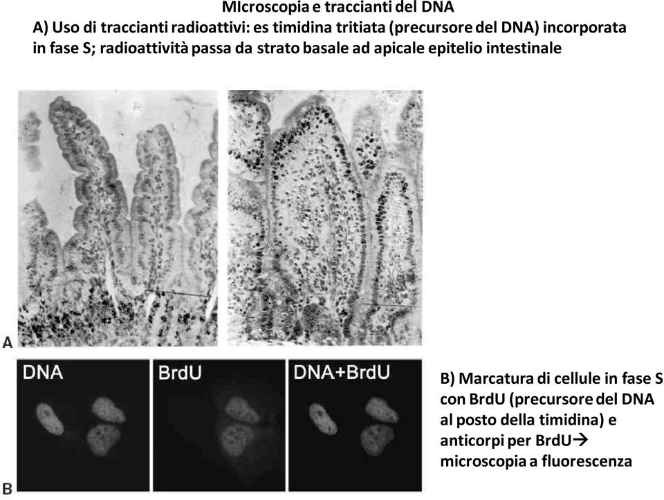 basale ad apicale epitelio intestinale B) Marcatura di cellule in fase S con BrdU