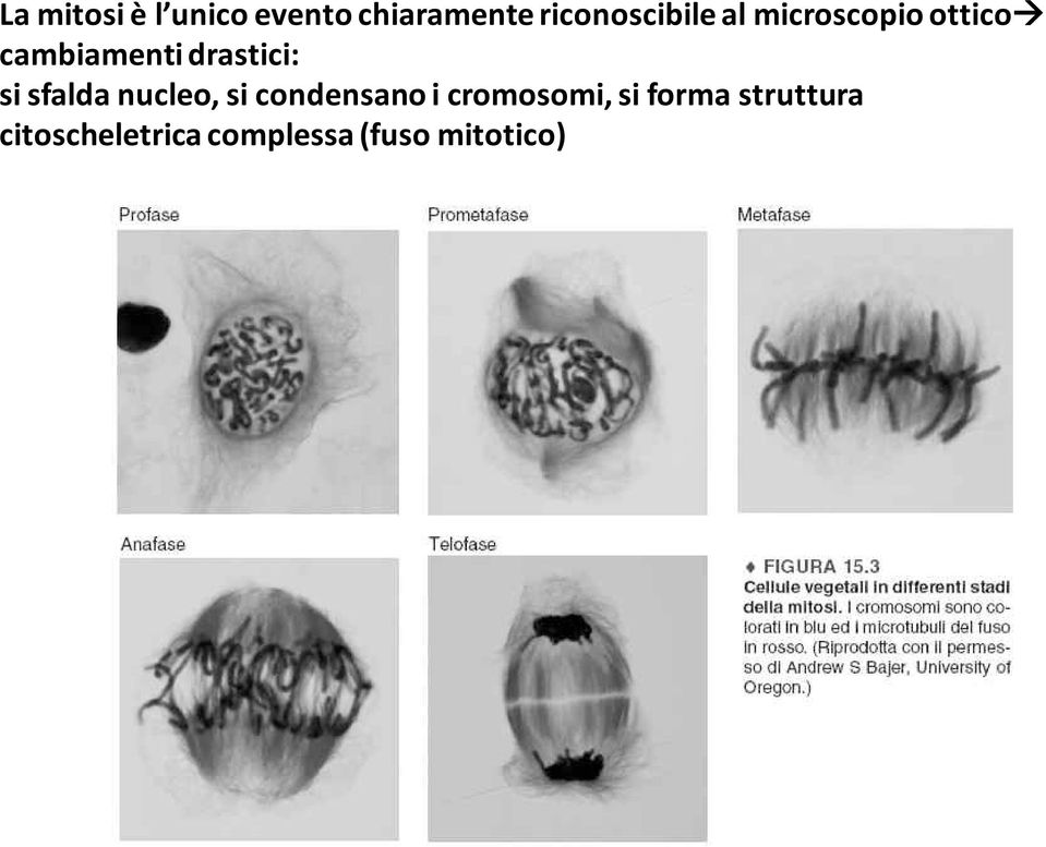 drastici: si sfalda nucleo, si condensano i