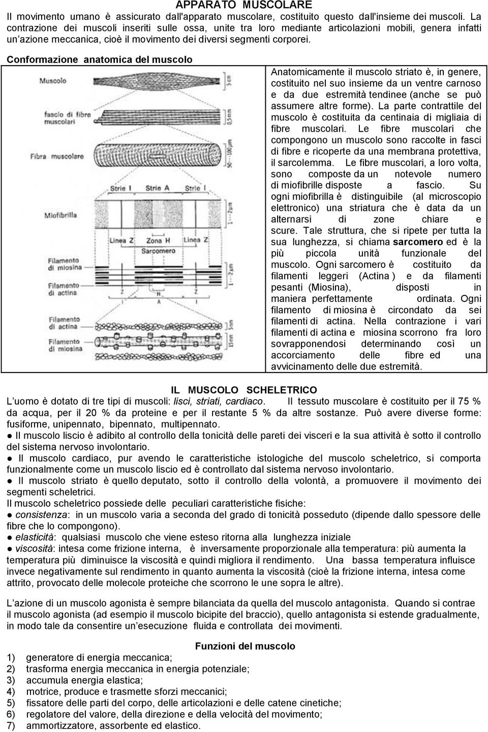 Conformazione anatomica del muscolo Anatomicamente il muscolo striato è, in genere, costituito nel suo insieme da un ventre carnoso e da due estremità tendinee (anche se può assumere altre forme).