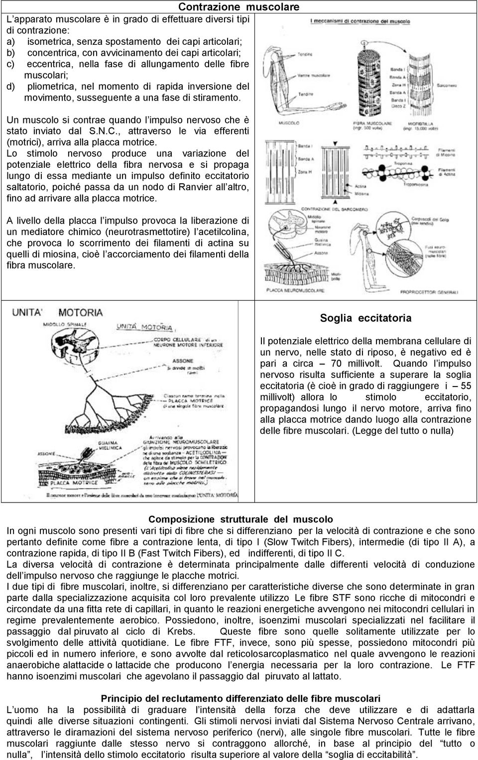 Un muscolo si contrae quando l impulso nervoso che è stato inviato dal S.N.C., attraverso le via efferenti (motrici), arriva alla placca motrice.