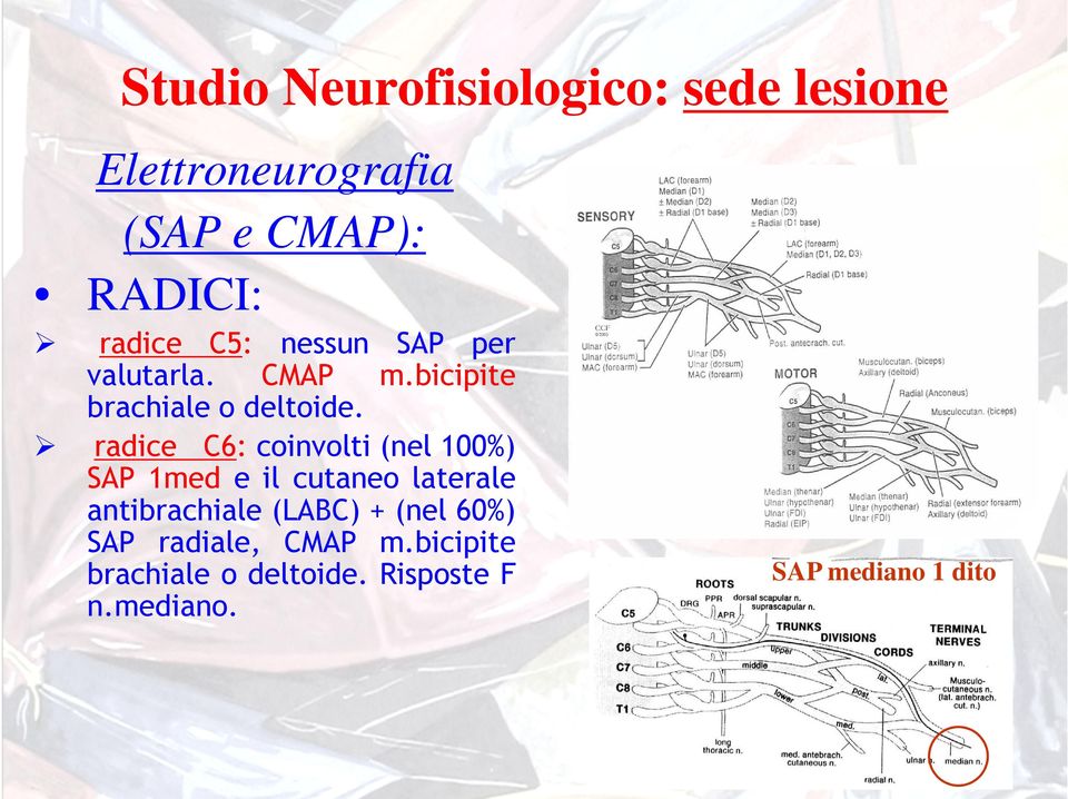 radice C6: coinvolti (nel 100%) SAP 1med e il cutaneo laterale antibrachiale (LABC) +