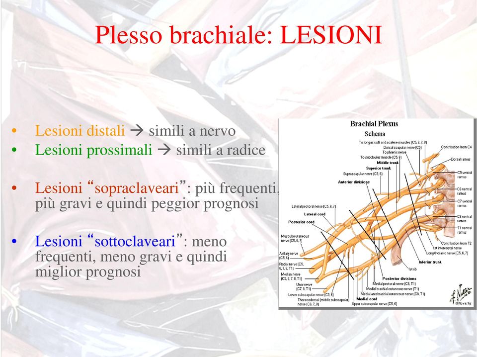 più frequenti, più gravi e quindi peggior prognosi Lesioni