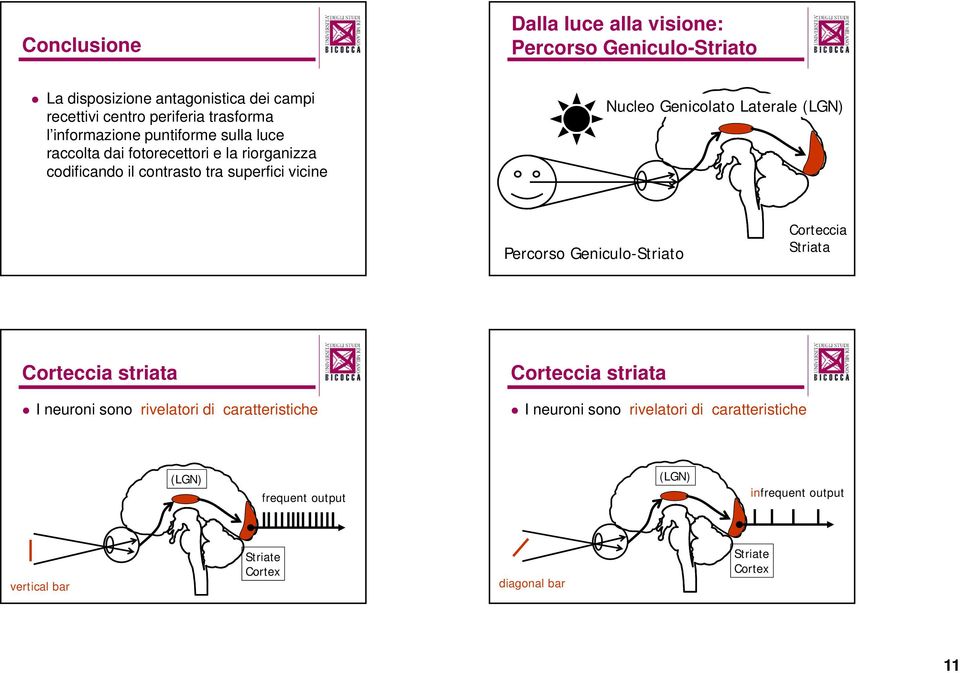 Genicolato Laterale (LGN) Percorso Geniculo-Striato Corteccia Striata Corteccia striata I neuroni sono rivelatori di caratteristiche Corteccia