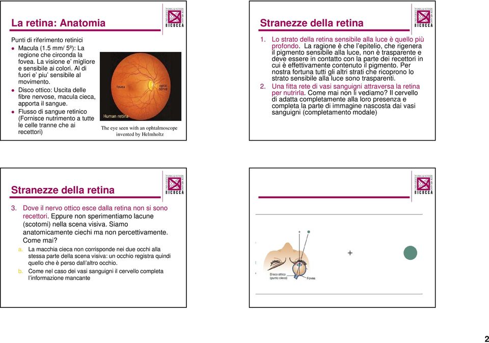 Flusso di sangue retinico (Fornisce nutrimento a tutte le celle tranne che ai recettori) The eye seen with an ophtalmoscope invented by Helmholtz 1.