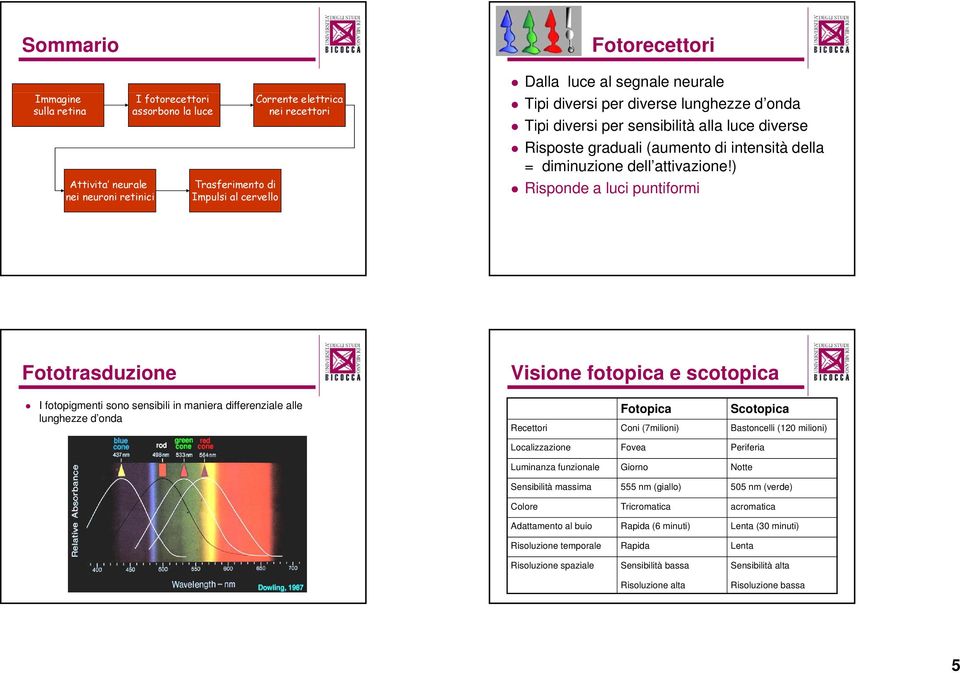 ) Risponde a luci puntiformi i Fototrasduzione I fotopigmenti sono sensibili in maniera differenziale alle lunghezze d onda Visione fotopica e scotopica Fotopica Scotopica Recettori Coni (7milioni)