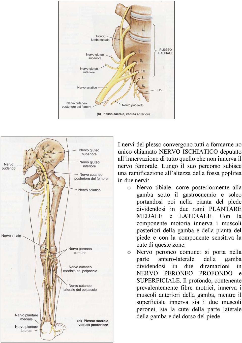 pianta del piede dividendosi in due rami PLANTARE MEDALE e LATERALE.