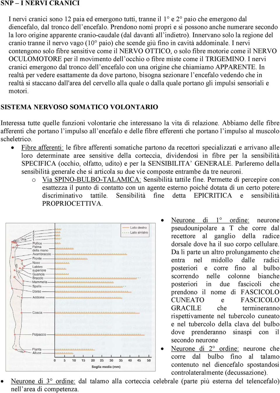 Innervano solo la regione del cranio tranne il nervo vago (10 paio) che scende giù fino in cavità addominale.