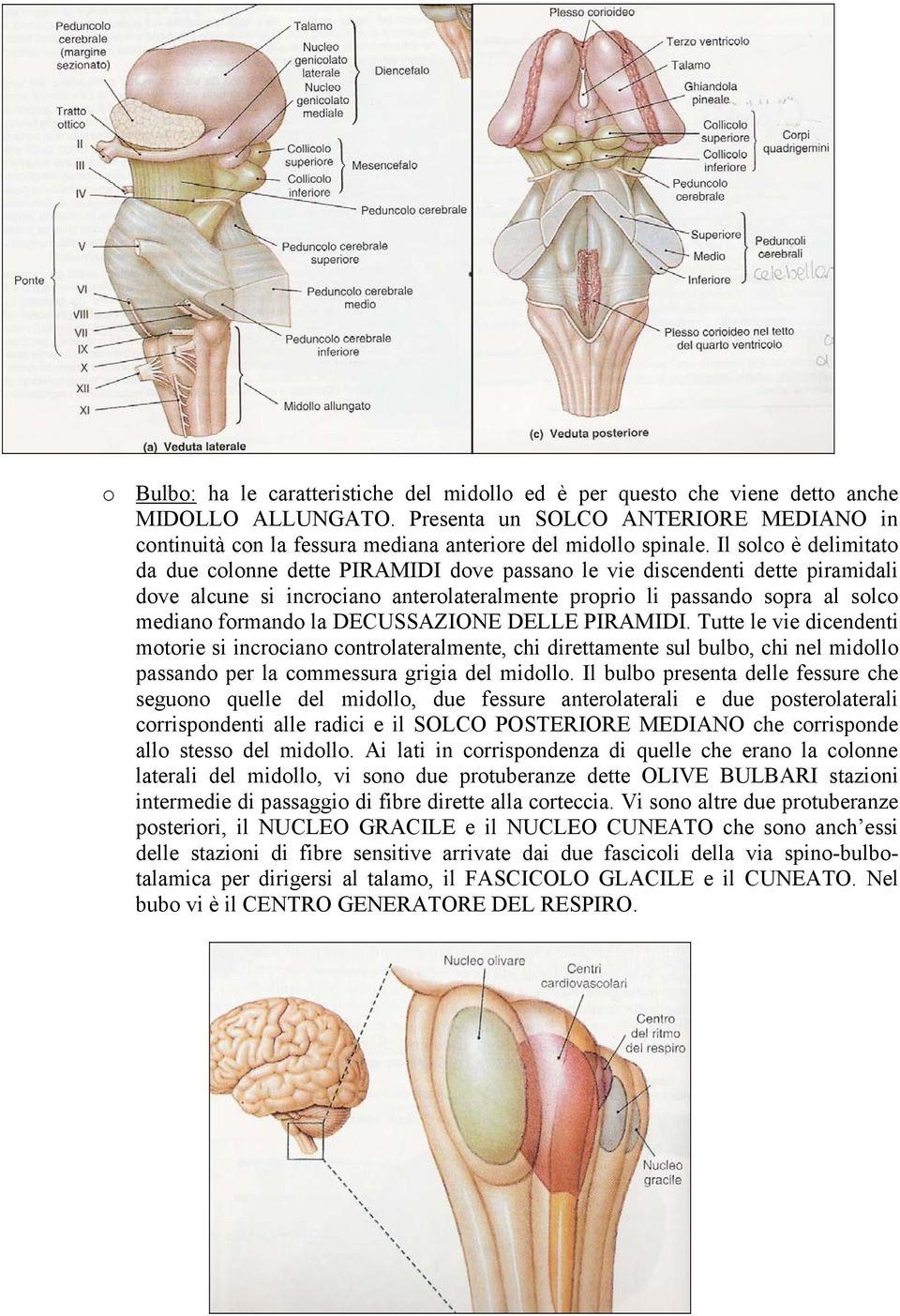 Il solco è delimitato da due colonne dette PIRAMIDI dove passano le vie discendenti dette piramidali dove alcune si incrociano anterolateralmente proprio li passando sopra al solco mediano formando