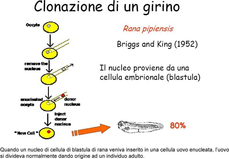 uovo enucleata, l uovo si divideva