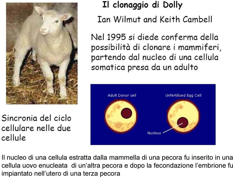 enucleata di un altra pecora e dopo la