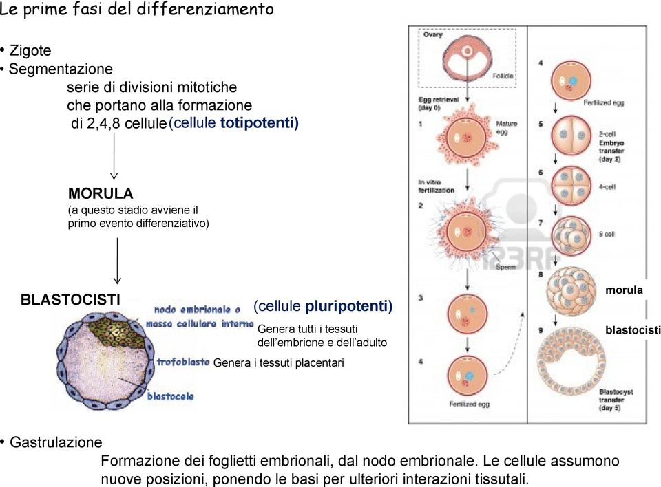 pluripotenti) Genera tutti i tessuti dell embrione e dell adulto Genera i tessuti placentari morula blastocisti Gastrulazione