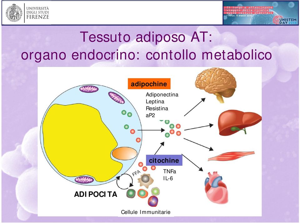 Adiponectina Leptina Resistina ap2