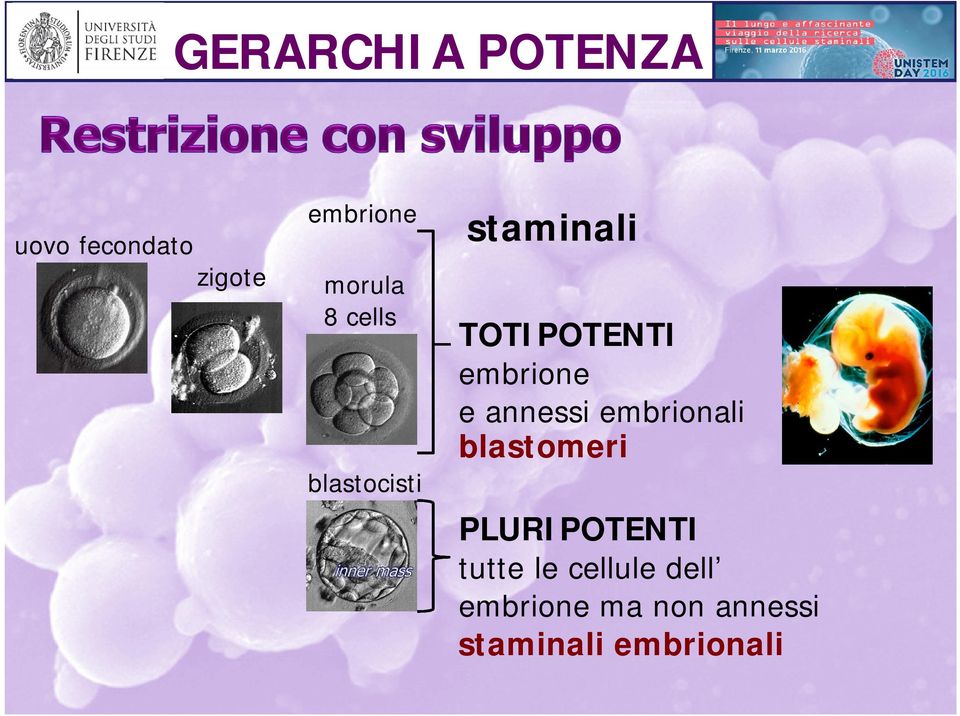 embrione e annessi embrionali blastomeri PLURIPOTENTI