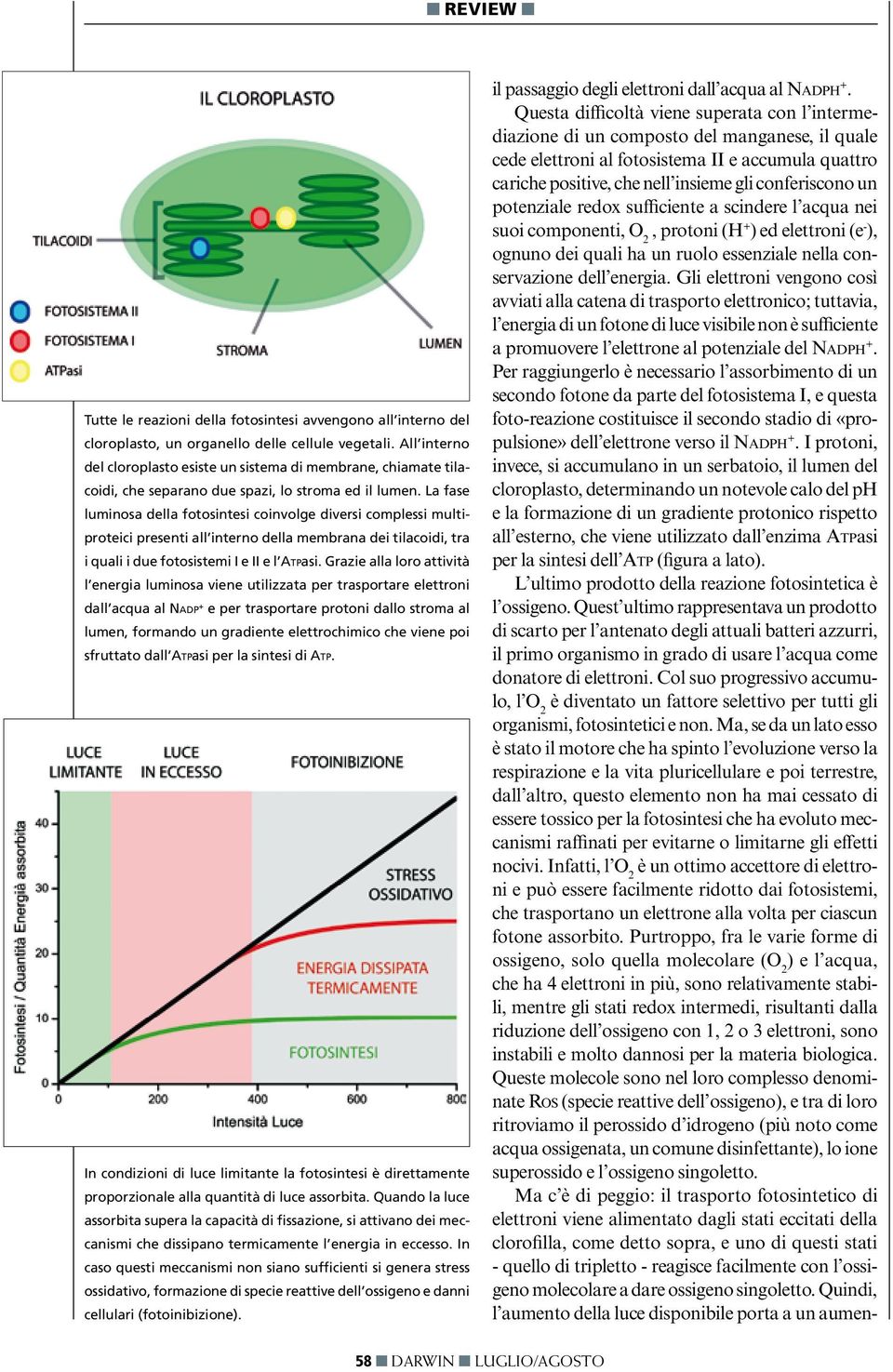 La fase luminosa della fotosintesi coinvolge diversi complessi multiproteici presenti all interno della membrana dei tilacoidi, tra i quali i due fotosistemi I e II e l Atpasi.