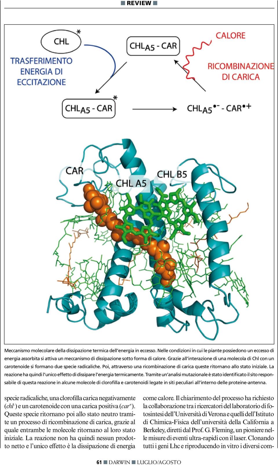 Grazie all interazione di una molecola di Chl con un carotenoide si formano due specie radicaliche. Poi, attraverso una ricombinazione di carica queste ritornano allo stato iniziale.