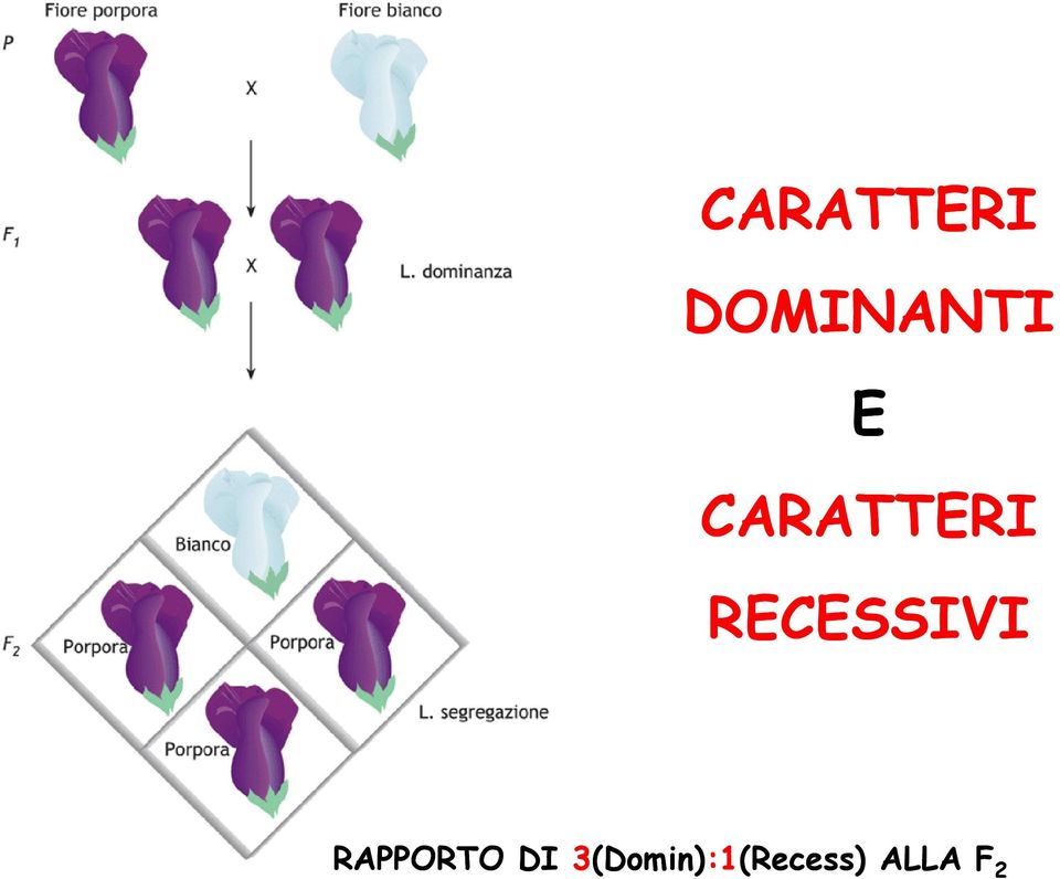 RECESSIVI RAPPORTO