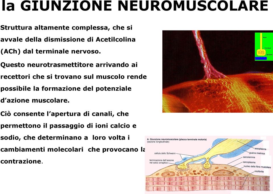 Questo neurotrasmettitore arrivando ai recettori che si trovano sul muscolo rende possibile la formazione del