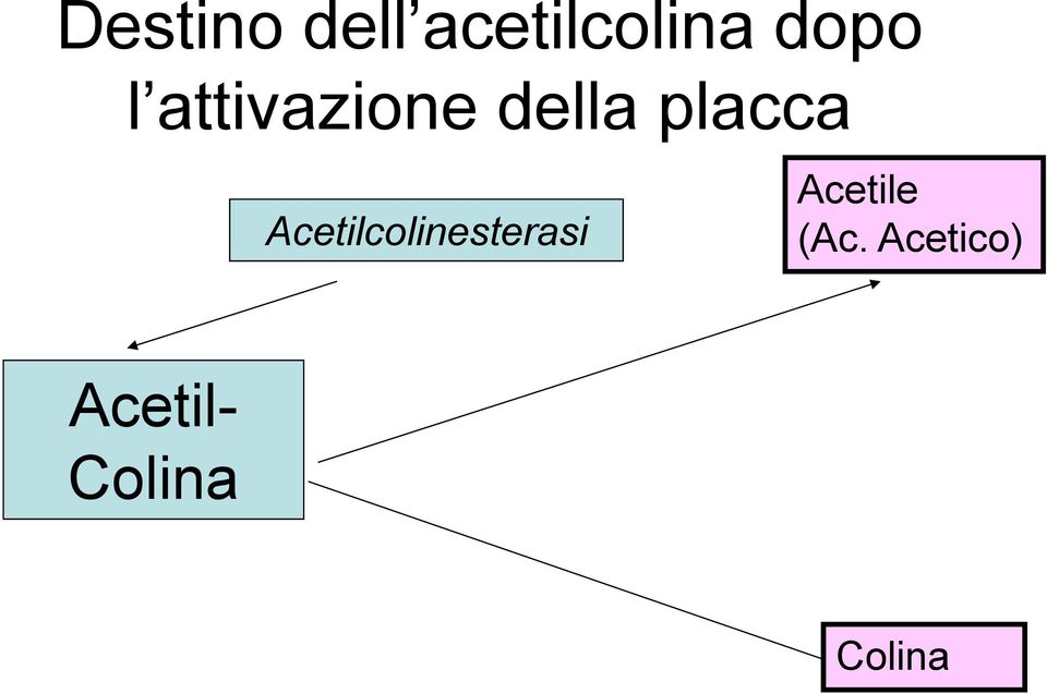 Acetilcolinesterasi Acetile