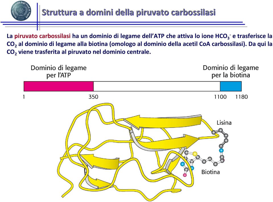 2 al dominio di legame alla biotina (omologo al dominio della acetil CoA