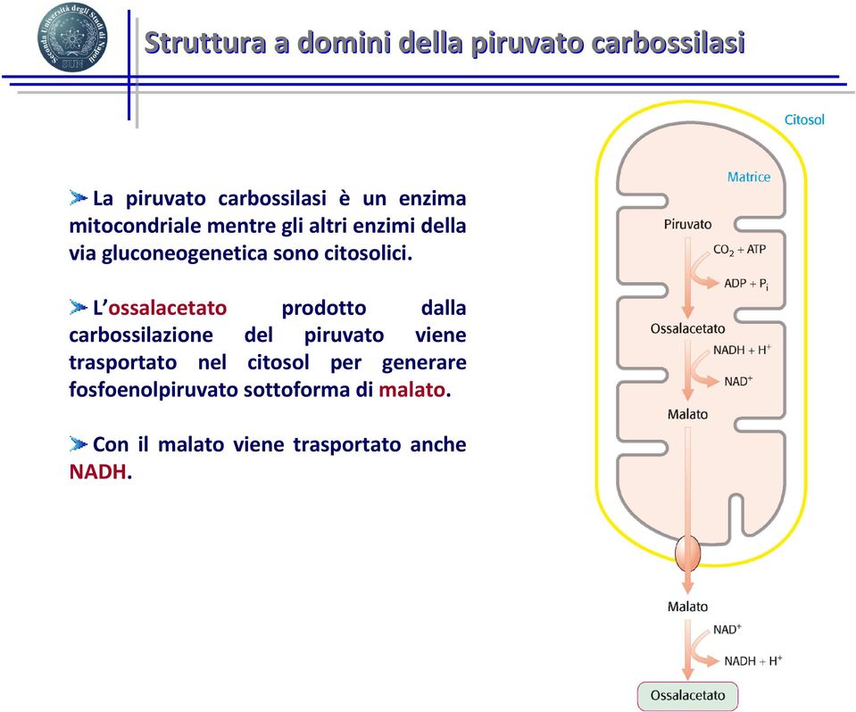 L ossalacetato prodotto dalla carbossilazione del piruvato viene trasportato nel