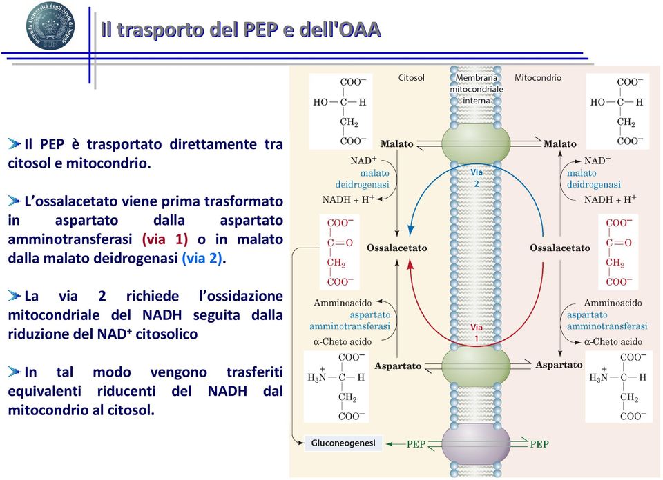 dalla malato deidrogenasi (via 2).