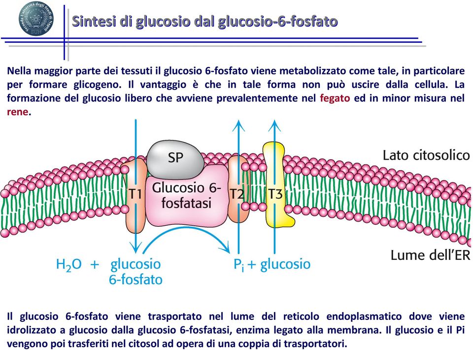 La formazione del glucosio libero che avviene prevalentemente nel fegato ed in minor misura nel rene.