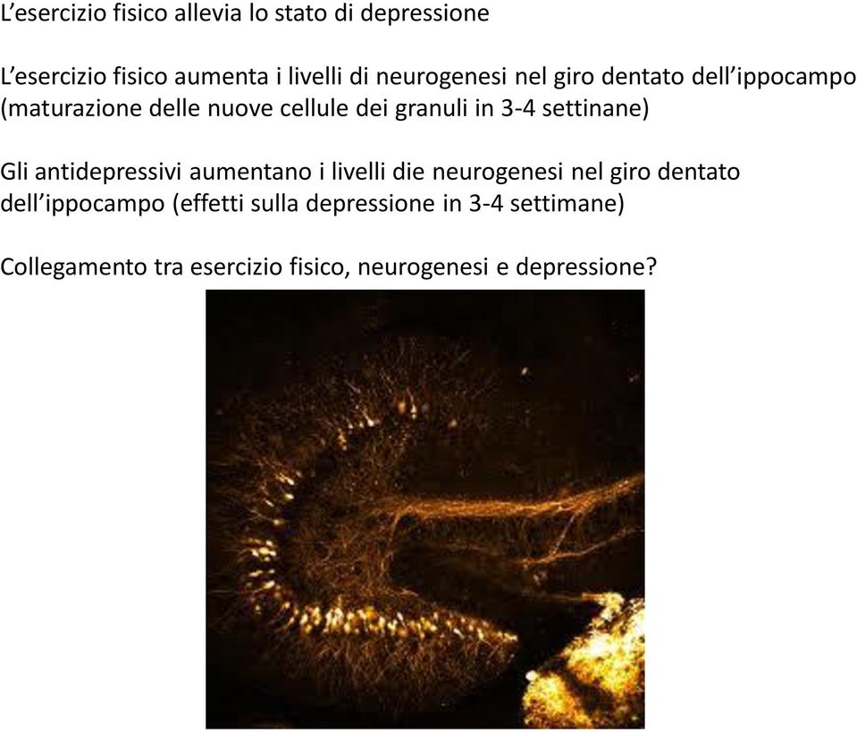 settinane) Gli antidepressivi aumentano i livelli die neurogenesi nel giro dentato dell ippocampo