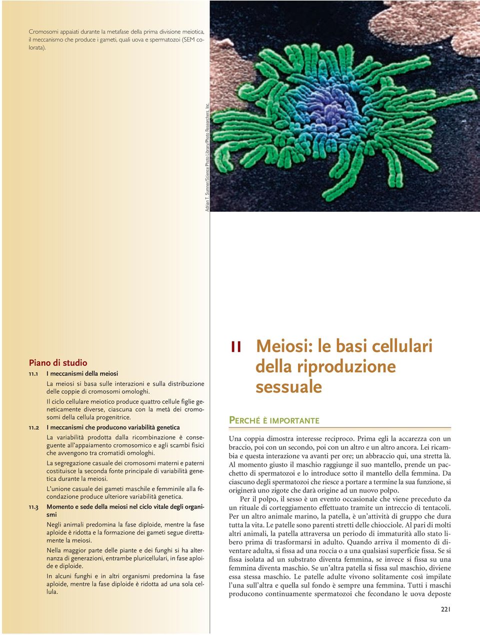 Il ciclo cellulare meiotico produce quattro cellule figlie geneticamente diverse, ciascuna con la metà dei cromosomi della cellula progenitrice. 11.