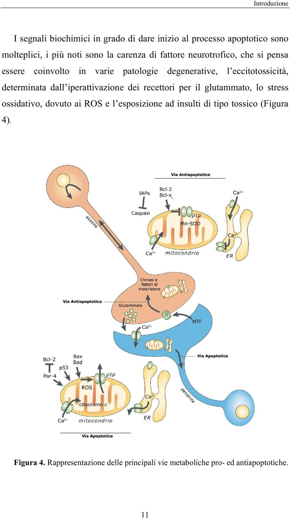 determinata dall iperattivazione dei recettori per il glutammato, lo stress ossidativo, dovuto ai ROS e l esposizione