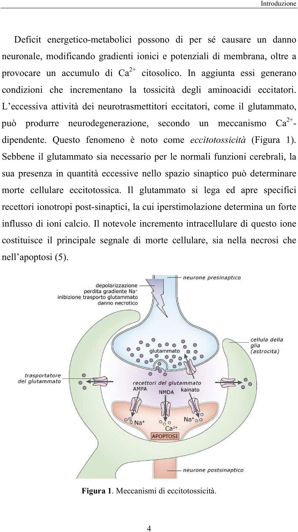 L eccessiva attività dei neurotrasmettitori eccitatori, come il glutammato, può produrre neurodegenerazione, secondo un meccanismo Ca 2+ - dipendente.