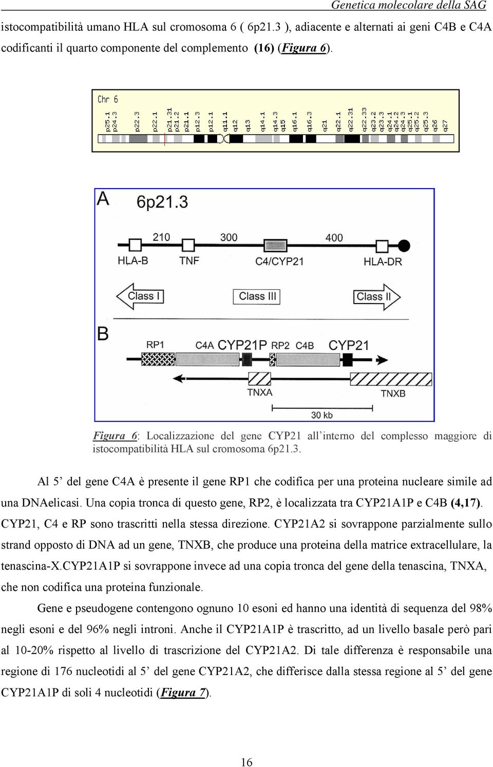 Al 5 del gene C4A è presente il gene RP1 che codifica per una proteina nucleare simile ad una DNAelicasi. Una copia tronca di questo gene, RP2, è localizzata tra CYP21A1P e C4B (4,17).