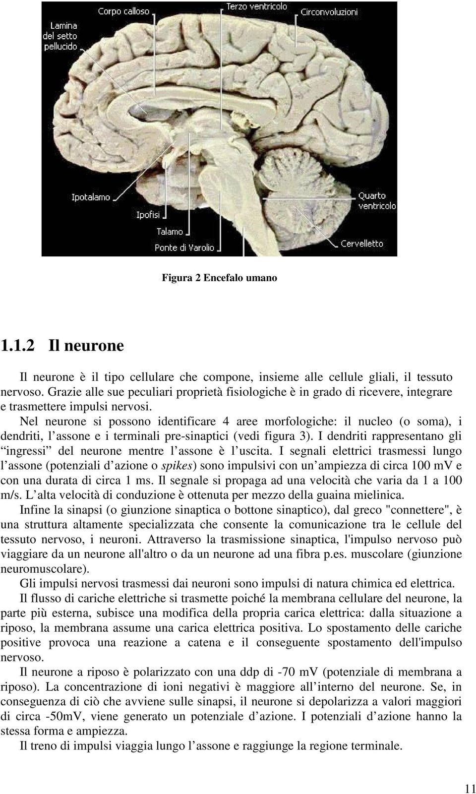 Nel neurone si possono identificare 4 aree morfologiche: il nucleo (o soma), i dendriti, l assone e i terminali pre-sinaptici (vedi figura 3).