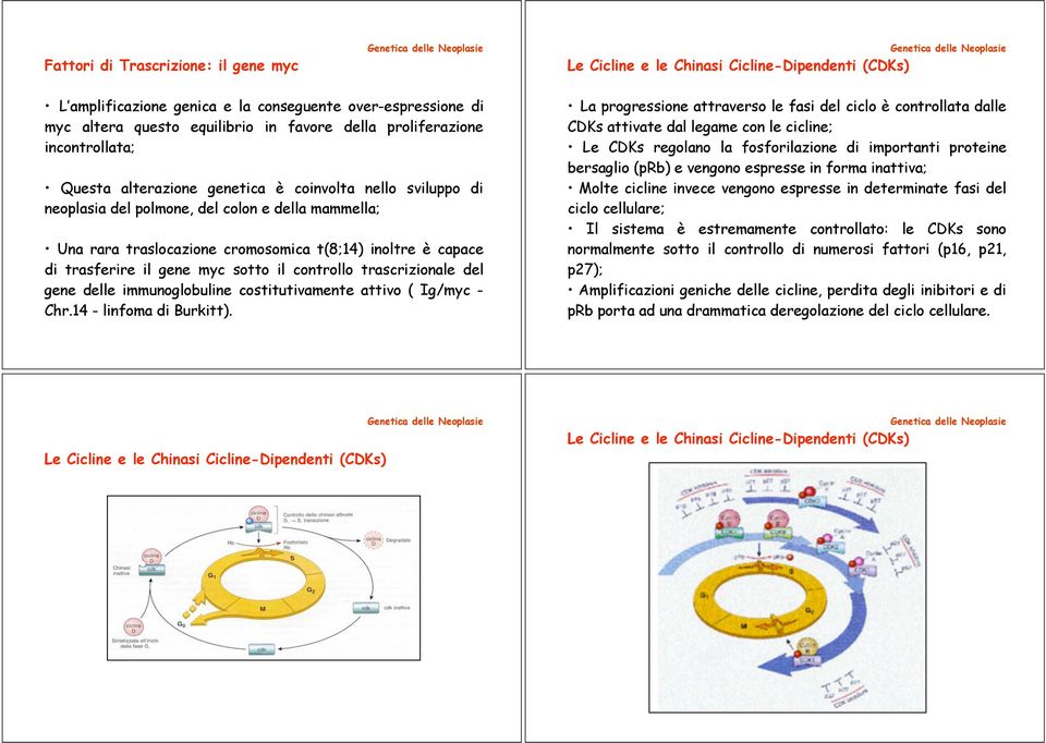 di trasferire il gene myc sotto il controllo trascrizionale del gene delle immunoglobuline costitutivamente attivo ( Ig/myc - Chr.14 - linfoma di Burkitt).