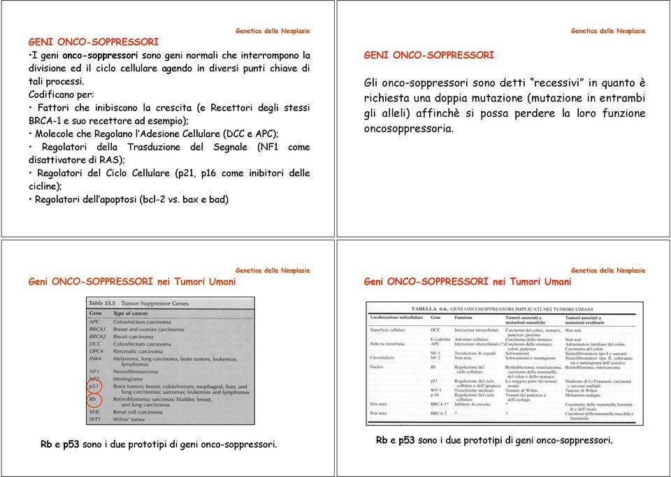 del Segnale (NF1 come disattivatore di RAS); Regolatori del Ciclo Cellulare (p21, p16 come inibitori delle cicline); Regolatori dell apoptosi (bcl-2 vs.