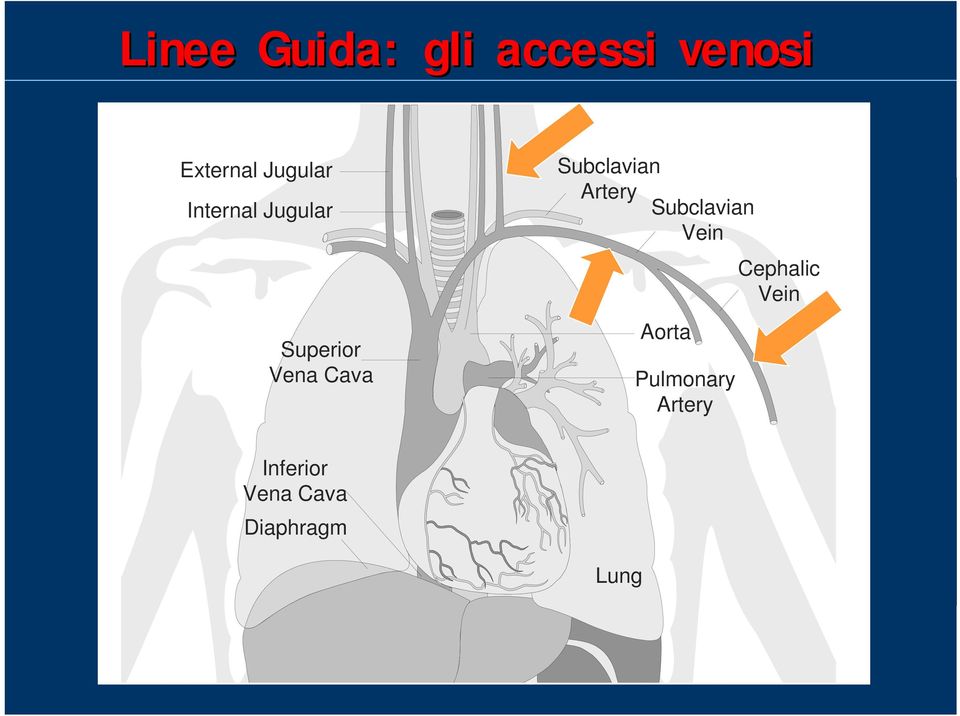 Subclavian Artery Subclavian Vein Aorta