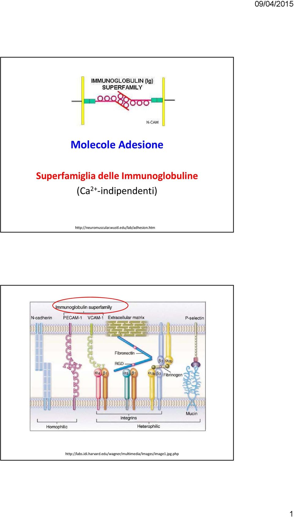 http://neuromuscular.wustl.edu/lab/adhesion.