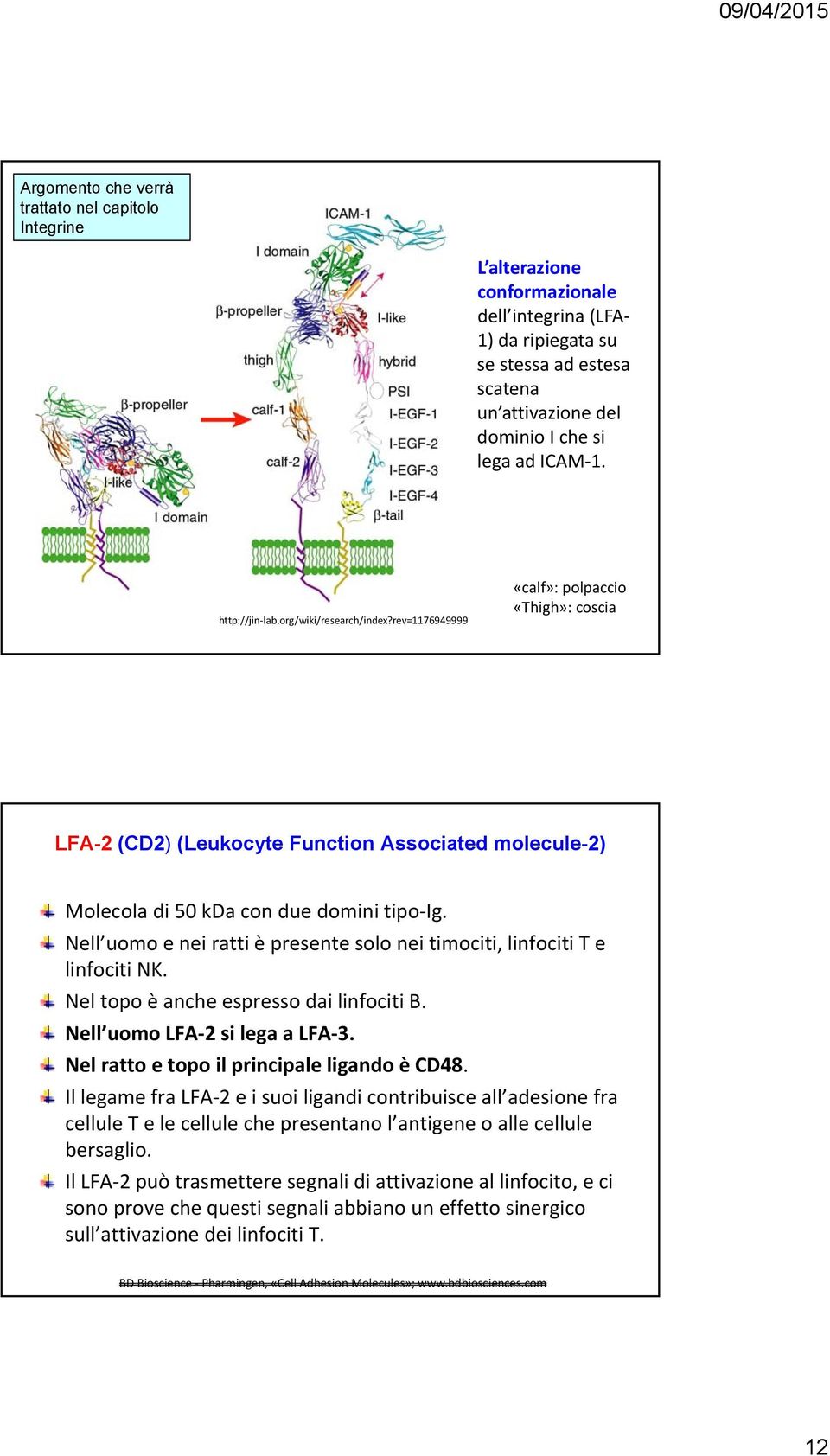Nell uomo e nei ratti è presente solo nei timociti, linfociti T e linfociti NK. Nel topo è anche espresso dai linfociti B. Nell uomo LFA 2 si lega a LFA 3.