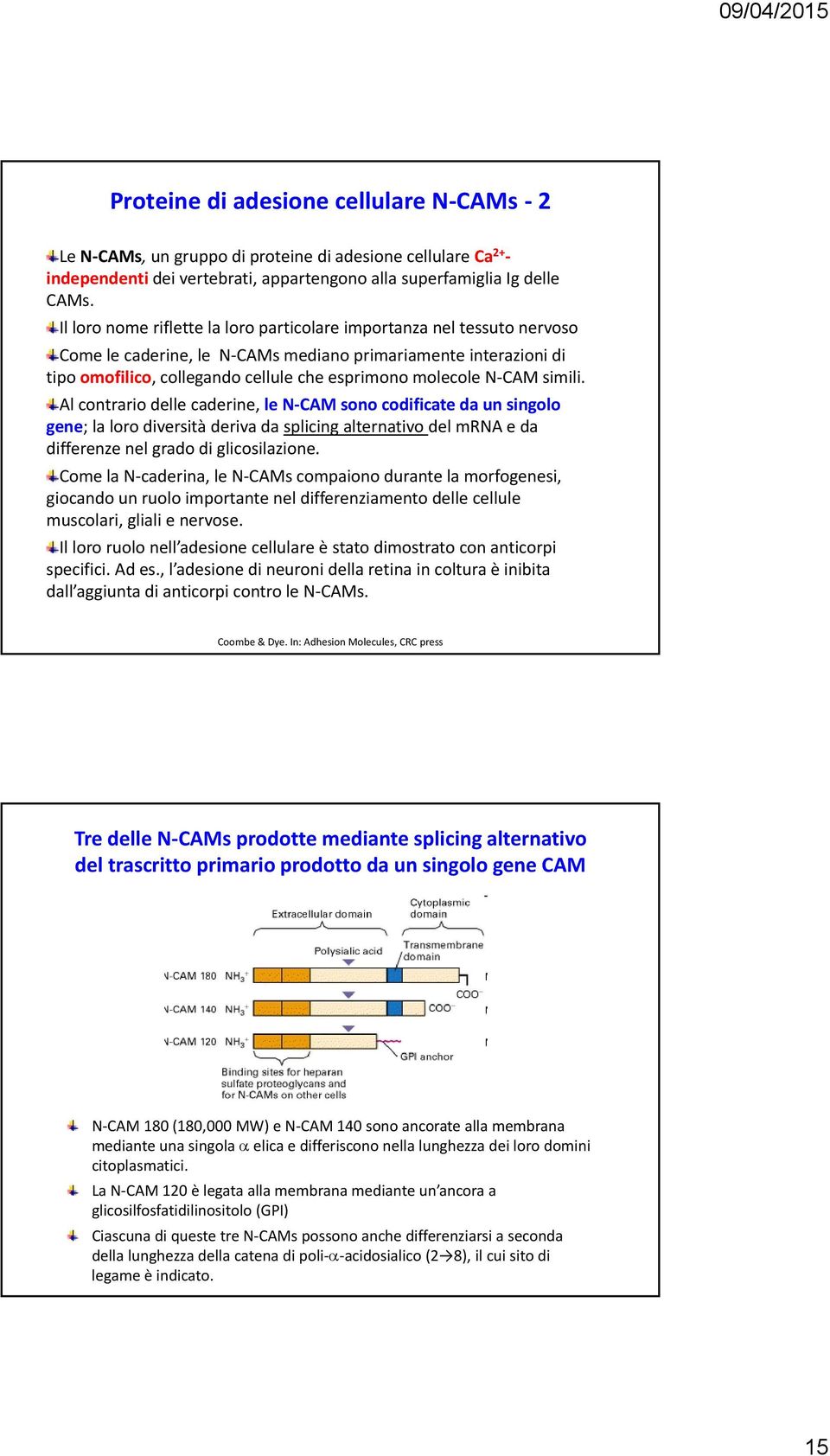 CAM simili. Al contrario delle caderine, le N CAM sono codificate da un singolo gene; la loro diversità deriva da splicing alternativo del mrna e da differenze nel grado di glicosilazione.