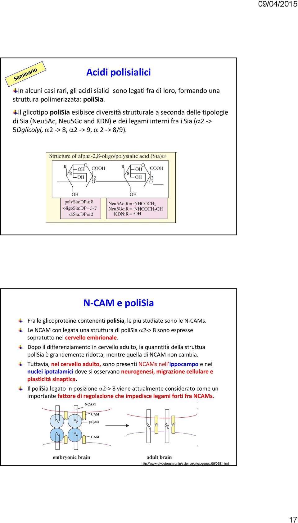 N CAM e polisia Fra le glicoproteine contenenti polisia, le più studiate sono le N CAMs. Le NCAM con legata una struttura di polisia α2 > 8 sono espresse sopratutto nel cervello embrionale.