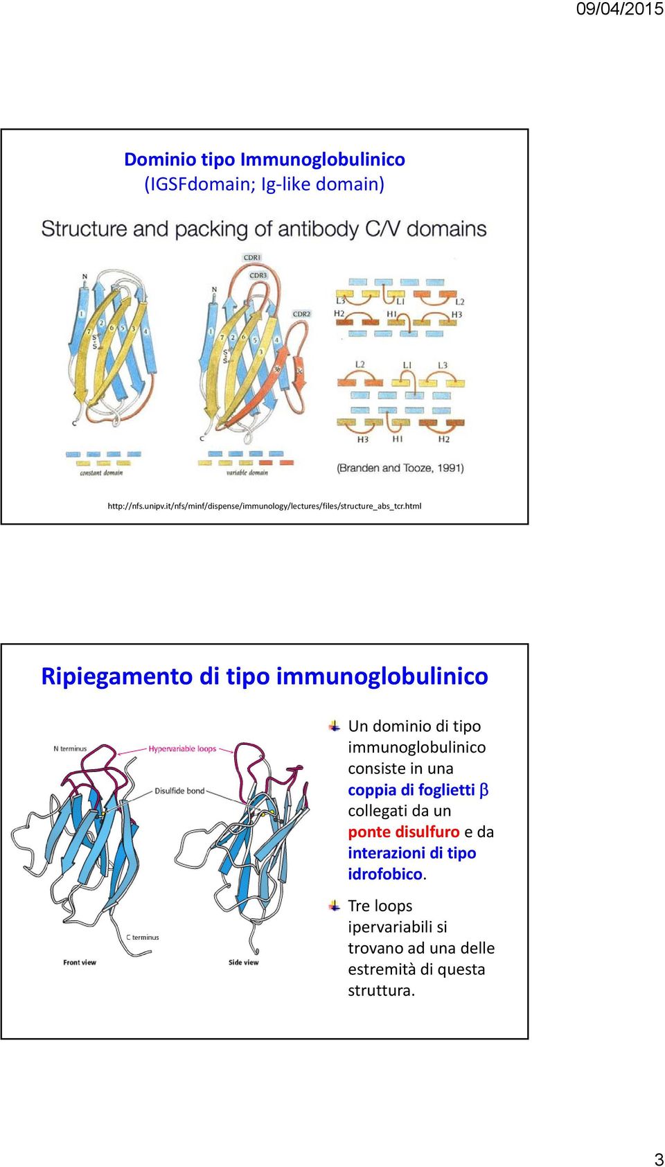 html Ripiegamento di tipo immunoglobulinico Un dominio di tipo immunoglobulinico consiste in una
