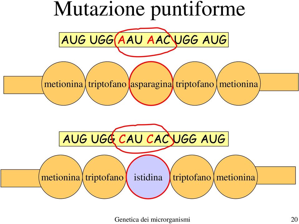 metionina metionina triptofano